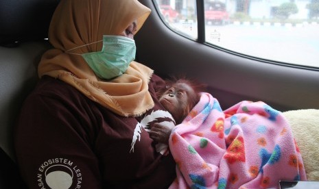 Seorang dokter hewan memangku bayi Orangutan (Pongo pygmaeus) di dalam mobil untuk dibawa ke Balai Besar Konservasi Sumbar Daya Alam (BBKSDA) Riau di kantor KPP Bea dan Cukai TMP B Dumai di Dumai, Riau, Rabu (26/6/2019). 