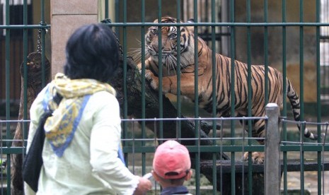 Seorang ibu bersama anaknya melihat seekor Harimau Sumatra (Panthera tigris sumatrae) koleksi Taman Hewan Pematang Siantang, Sumut, Ahad (25/9).