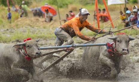 Seorang Joki memacu kerbau saat digelar 'Barapan Kebo' di Desa Tapir Kecamatan Seteluk, Taliwang, Sumbawa Barat, NTB, Ahad (2/4). 