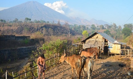 Seorang laki-laki merawat ternak sapi miliknya di Desa Sembalun Lawang, Kecamatan Sembalun, Selong, Lombok Timur, NTB, Selasa (10/11).