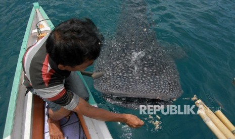 Seorang nelayan memberi makan seekor hiu paus (Rhyncodon typus) (ilustrasi). Kementerian Kelautan dan Perikanan (KKP) menyebut, kesadaran masyarakat menyelamatkan biota laut semakin meningkat.