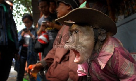 Seorang pawang beserta monyet peliharaannya terjaring dalam razia topeng monyet oleh Satpol PP di kawasan Cawang, Jakarta Timur, Selasa (22/10).  ( Republika/Rakhmawaty la'lang)