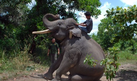 Seorang pawang (Mahout) menaiki punggung Gajah Sumatera (Elephas Maximus Sumatranus) yang terlatih di halaman rumah warga di Pekanbaru, Riau, Senin (29/2).