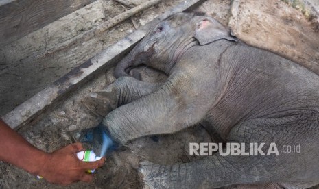 Seorang pawang mengobati bayi gajah sumatra (Elephas maximus sumatrensis) berusia tiga bulan dengan luka di kaki kiri akibat jerat di kandang perawatan Pusat Latihan Gajah Minas, Provinsi Riau, Selasa (17/12/2019). 