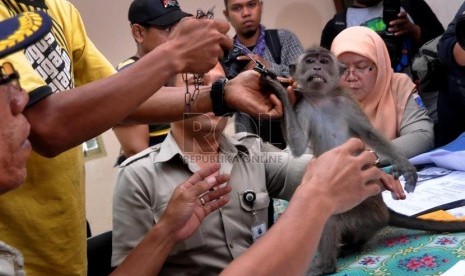  Seorang pawang topeng monyet menunjukkan monyet peliharaannya saat pendataan di Balai kesehatan Hewan dan Ikan DKI Jakarta (BKHI), Jakarta Selatan, Selasa (29/10).   (Republika/Rakhmawaty la'lang)