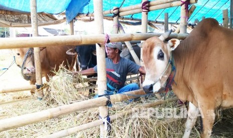 Seorang pedagang hewan kurban musiman memberi makan sapi-sapinya (ilustrasi) 