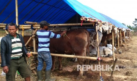 Seorang pedagang hewan kurban musiman memberi makan sapi-sapinya, di pasar hewan kurban musiman, di simpang empat Cisumur, Kota Tasikmalaya, Selasa (9/8). (Republika/Fuji E Permana)