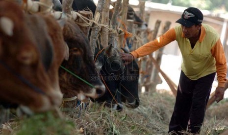 Keberadaan rumput untuk pakan ternak mulai langka di Kota Malang.