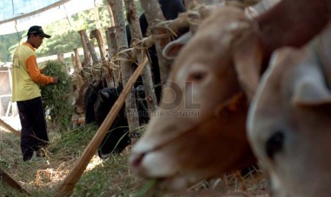 Seorang pedagang hewan qurban, Mirmo (38) memberi pakan ternak nya yang dijual di kawasan Kuningan, Jakarta Selatan, Kamis (18/9). (Republika/Raisan Al Farisi)