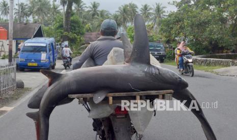 Seorang pedagang ikan membawa dua ekor ikan hiu menggunakan motor (ilustrasi)