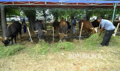   Seorang pedagang memberikan makan hewan kurban yang dijajakannya di TPU Tanah Kusir, Jakarta, Kamis (24/8). 