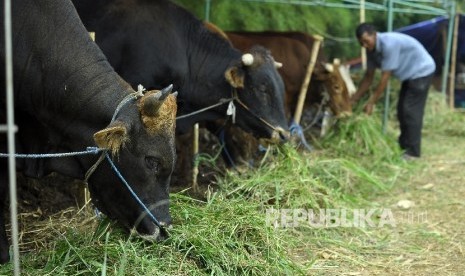  Seorang pedagang memberikan makan pada hewan yang dijajakannya dan dipersiapkan untuk hewan kurban (ilustrasi)