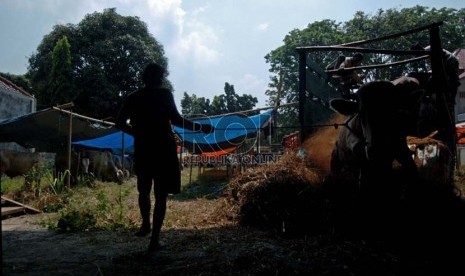 Seorang pedagang mengeluarkan sapi dari truk di tempat penjualan hewan qurban kawasan Matraman, Jakarta Timur, Jumat (19/9). ( Republika/Raisan Al Farisi)