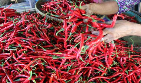 Seorang pedagang mensortir cabai merah keriting yang didatangkan dari Bukit Tinggi di Pasar Induk Pulo Payung Kota Dumai, Riau.