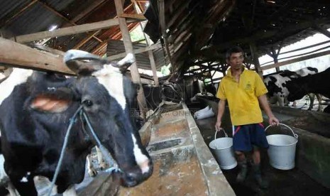 Seorang pekerja memerah susu dari seekor sapi di tempat produksi susu sapi di Jakarta, Selasa (19/8). (Republika/Prayogi)