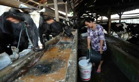 Seorang pekerja memerah susu dari seekor sapi di tempat produksi susu sapi di Jakarta, Selasa (19/8). (Republika/Prayogi)