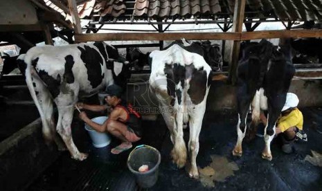 Seorang pekerja memerah susu dari seekor sapi di tempat produksi susu sapi di Jakarta, Selasa (19/8). (Republika/Prayogi)