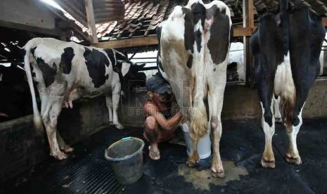 Seorang pekerja memerah susu dari seekor sapi di tempat produksi susu sapi di Jakarta, Selasa (19/8). (Republika/Prayogi)