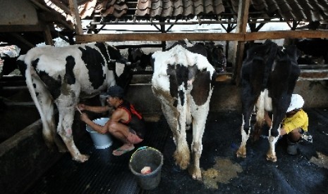 Seorang pekerja memerah susu dari seekor sapi di tempat produksi susu sapi di Jakarta, Selasa (19/8). 