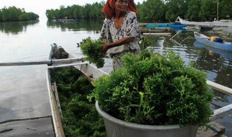 Seorang pekerja mengangkut hasil panen rumput laut di Desa Tadui, Mamuju, Sulawesi Barat.