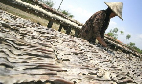 Seorang pekerja menjemur kulit, tulang serta sirip ikan hiu. 