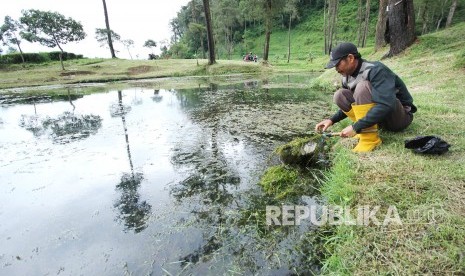 Seorang penduduk mencari udang di antara tumbuhan air di Cisanti, kawasan hulu sungai Citarum, di Desa Tarumajaya, Kecamatan Kertasari, Kabupaten Bandung, Selasa (20/2). 