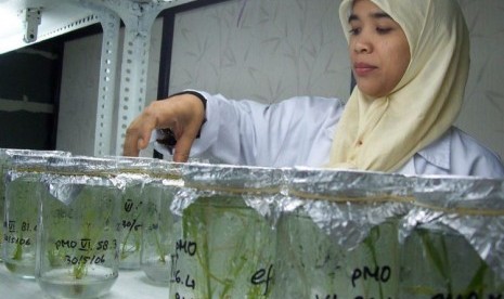 Seorang peneliti menyusun bibit padi Nippon Bare yang dikembangkan melalui sistim kultur jaringan di laboratorium Bioteknologi Lembaga Ilmu Pengetahuan Indonesia (LIPI) di Cibinong, Bogor.