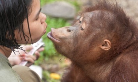 Seorang pengasuh bercanda dengan Orangutan (Pongo pygmaeus wurmbii) asuhannya di Borneo Orangutan Survival Foundation (BOS), Nyaru Menteng, Palangka Raya, Kalteng, Jumat (30/10).