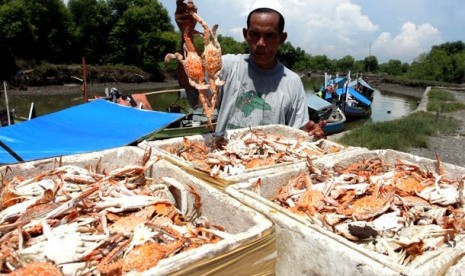 Seorang pengepul kepiting di Sidoarjo, Jawa Timur. (Foto : Bambang Suseno/ANTARA)