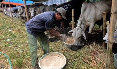  Seorang penjual sapi qurban memberi makan sapi di kawasan Matraman, Jakarta, Senin (7/10). ( Republika/Agung Supriyanto)