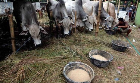  Seorang penjual sapi qurban memberi makan sapi di kawasan Matraman, Jakarta, Senin (7/10). ( Republika/Agung Supriyanto)