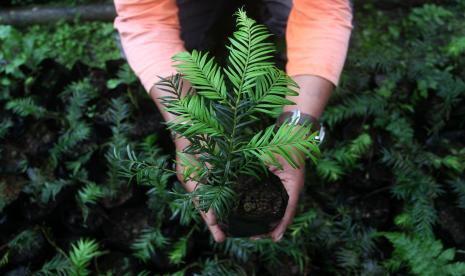 Seorang penyuluh pertanian memperlihatkan bibit tanaman Cemara Sumatera (Taxus sumatrana) yang dibudidayakan di Nagari Pandai Sikek, Kabupaten Tanah Datar, Sumatera Barat, Sabtu (29/10/2022). Warga setempat memanfaatkan tanaman endemik Gunung Singgalang yang termasuk flora yang dilindungi tersebut sebagai bahan obat-obatan. 