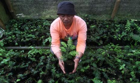 Seorang penyuluh pertanian memperlihatkan bibit tanaman Cemara Sumatera (Taxus sumatrana) yang dibudidayakan di Nagari Pandai Sikek, Kabupaten Tanah Datar, Sumatera Barat. Agricultural extension service atau penyuluh pertanian juga memegang peranan penting untuk mendorong terwujudnya regenerasi petani di daerah-daerah sentra pertanian.