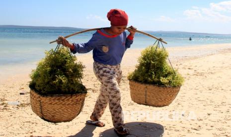 Seorang perempuan memikul rumput laut yang baru selesai dipanen di Pantai Aircina, Kecamatan Kupang Barat, Kabupaten Kupang, NTT, Sabtu (20/6/2020). Harga rumput laut kering di Kabupaten Kupang mengalami penurunan dari semula Rp25 ribu per kilogram menjadi Rp20 ribu per kilogram akibat permintaan yang menurun sejak merebaknya wabah COVID-19. 