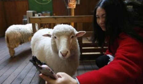 Seorang perempuan mengambil selfie bersama seekor kambing di kafe di Seoul, Korsel, dalam rangka tahun baru imlek yang merupakan tahun bagi shio kambing.