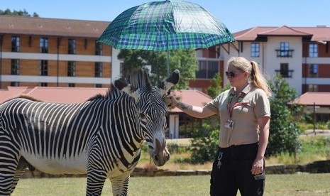 Seorang Perempuan Sedang Memayungi Seekor Zebra di Inggris