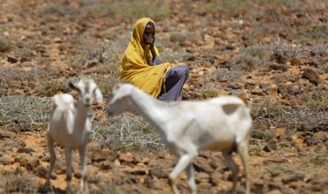 Seorang perempuan Somalia, Rabu, 8 Maret 2017, menjaga kambingnya di wilayah gurun terpencil dekat Bandar Beyla, negara bagian Puntland, Somalia. Somalia menyatakan kekeringan sebagai bencana nasional.