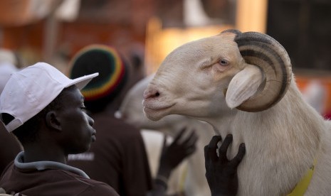  Seorang peserta lomba bersama kambing miliknya menunggu keputusan akhir juri dalam final kompetisi Bii Khar di Dakar, Senegal.   (Rebecca Blackwell/AP)