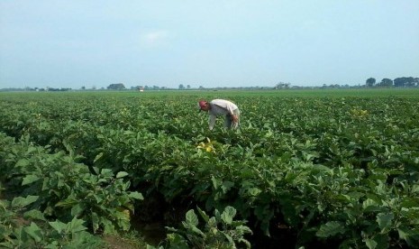 seorang petani bawang merah asal Desa/Kecamatan Patrol, Kabupaten Indramayu, Nurkholis sedang melihat perkembangan tanaman terong miliknya, Senin (27/2). Akibat kerap merugi saat menanam bawang merah, Nukholis akhirnya mengalihkan budidaya tanamannya ke te