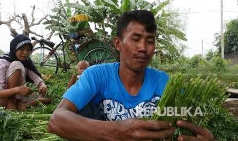 Seorang petani daun kenikir sedang mengikat hasil panennya di kisaran babelan Bekasi, Jawa Barat, kamis (8/9).  (Republika/Darmawan)