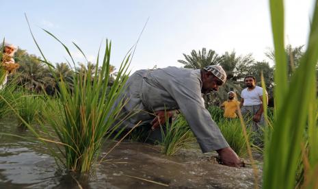 Hassawi, Padi yang Ditanam di Oasis di Tengah Gurun Saudi. Seorang petani di Arab Saudi mencabut padi yang dikenal sebagai Hassawi di Al-Ahsa, Arab Saudi. Al-Ahsa merupakan oasis yang terdaftar pada 2018 sebagai situs warisan dunia UNESCO.