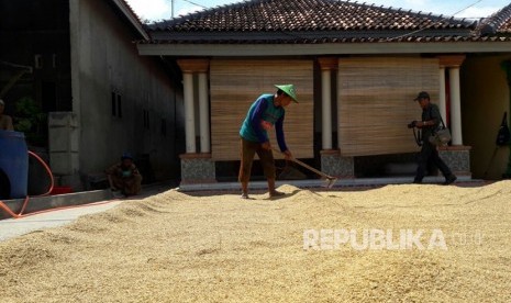 Seorang petani di Desa Cempeh, Kecamatan Lelea, Kabupaten Indramayu sedang menjemur gabah yang baru dipanennya, Rabu (4/4). Panasnya cuaca memudahkan mereka menjemur gabah sehingga berani menjual dengan harga lebih tinggi.