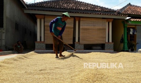 Seorang petani di Desa Cempeh, Kecamatan Lelea, Kabupaten Indramayu sedang menjemur gabah yang baru dipanennya, Rabu (4/4). Panasnya cuaca memudahkan mereka menjemur gabah sehingga berani menjual dengan harga lebih tinggi.