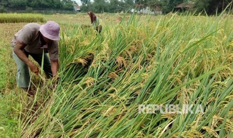 Seorang petani di Desa Jatipamor, Kecamatan Panyingkiran, Kabupaten Majalengka memilih untuk panen dini, Rabu (14/2). Hal itu untuk menghindari harga gabah yang makin merosot. (