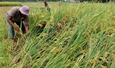 Seorang petani di Desa Jatipamor, Kecamatan Panyingkiran, Kabupaten Majalengka memilih untuk panen dini, Rabu (14/2). Hal itu untuk menghindari harga gabah yang makin merosot.