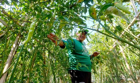   Seorang petani di Desa Sidomukti memetik cabai merah keriting di kebunnya.