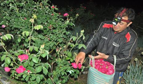 Seorang petani di Dusun Geblog, Desa Sidomukti, Kecamatan Bandungan, Kabupaten Semarang, Jawa Tengah memanen bunga mawar di kebun miliknya, Rabu (12/5). Dalam dua momentum lebaran terakhir, harga bunga mawar tabur tersebut tidak sebagus dengan lebaran sebelumnya akibat permintaan masyarakat menurun sebagai dampak larangan mudik lebaran di masa pandemi Covid-19.