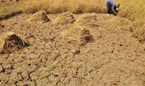  Seorang petani di Dusun Gendurit, Desa Kawengen, Kecamatan Ungaran Timur, Kabupaten Semarang, Jawa Tengah, memanen padi belum cukup umur di lahan perswahan yang merekah, akibat kekeringan.