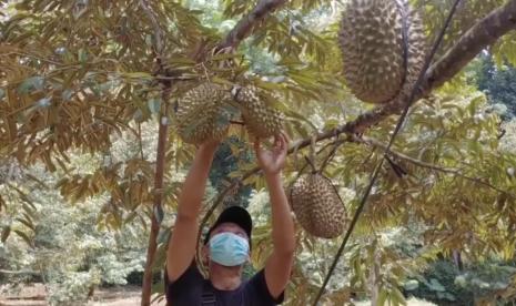 Seorang petani durian tengah memanen durian bawor yang tengah panen di Kabupaten Batang, Jawa Tengah.