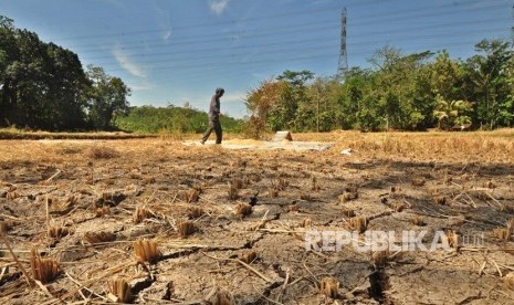 Sawah mengalami kekeringan (ilustrasi). Dinas Pertanian dan Ketahanan Pangan Kabupaten Karawang, Jawa Barat, menyebutkan lebih dari 1.000 hektare areal persawahan mengalami kekeringan.